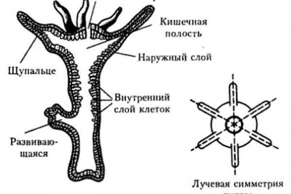 Kraken platform