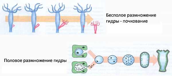 Кракен 18 вход